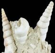 Fossil Gastropod (Haustator) Cluster - Damery, France #62520-2